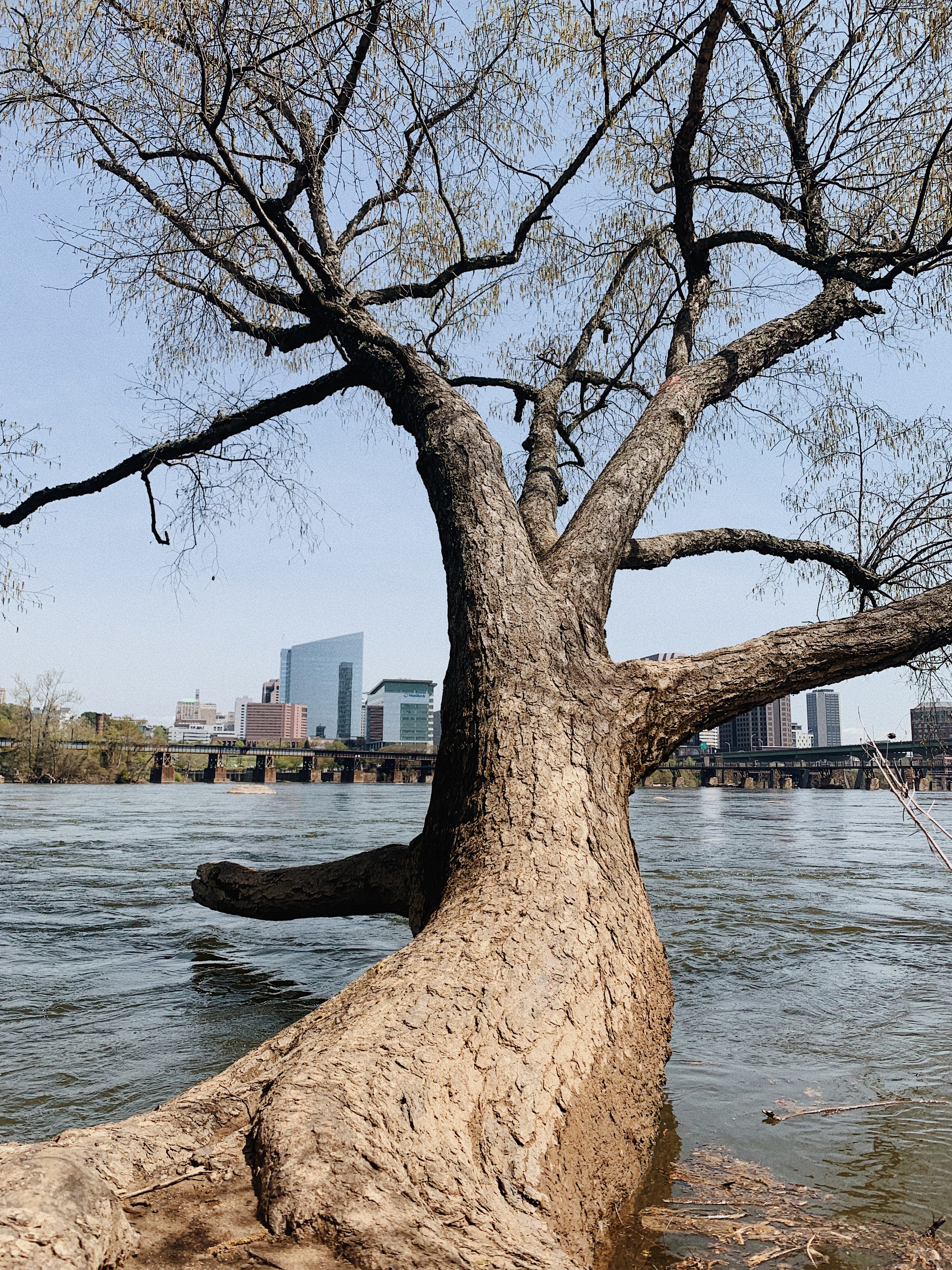 river_tree