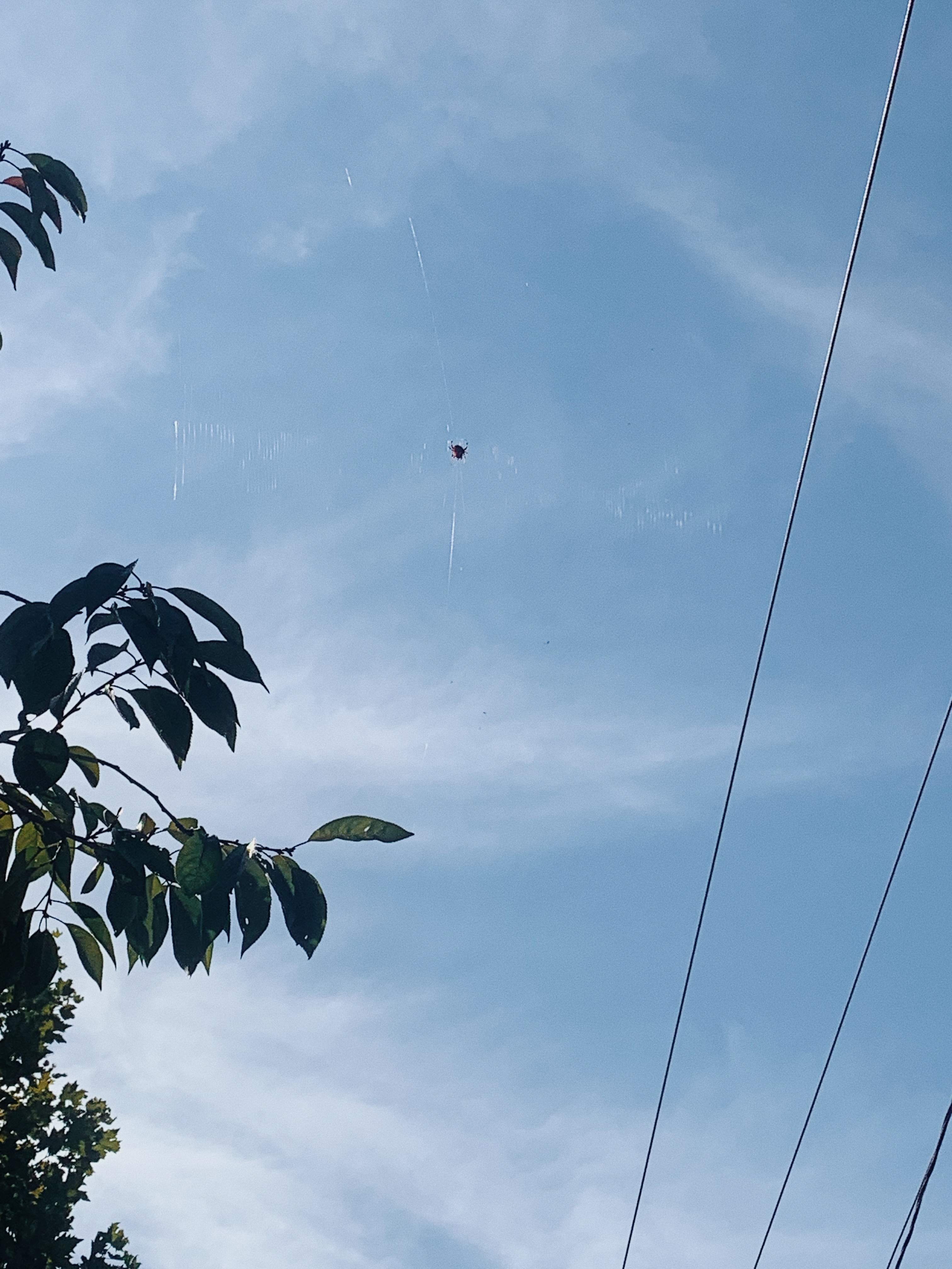 spider