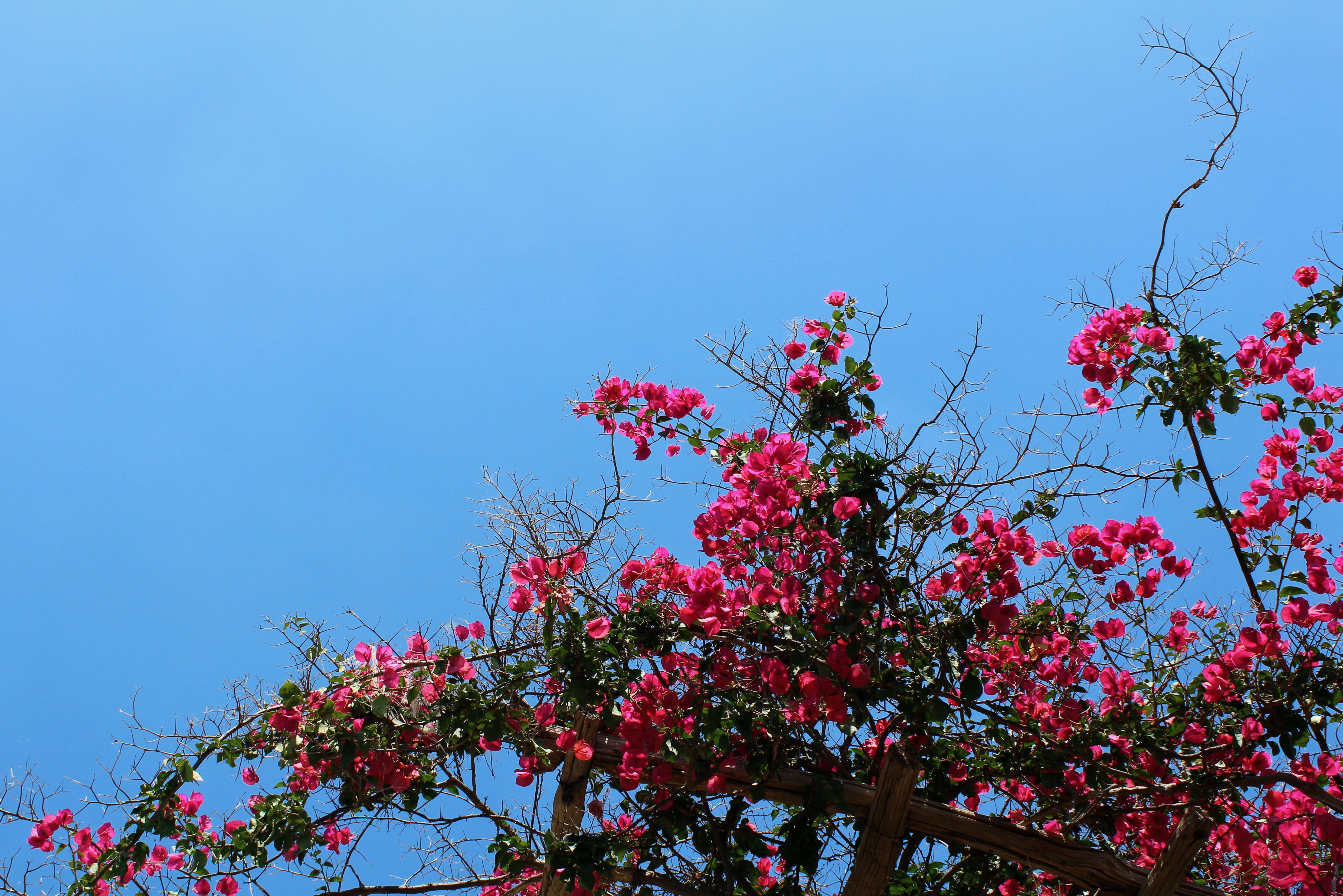 italy-pink-tree