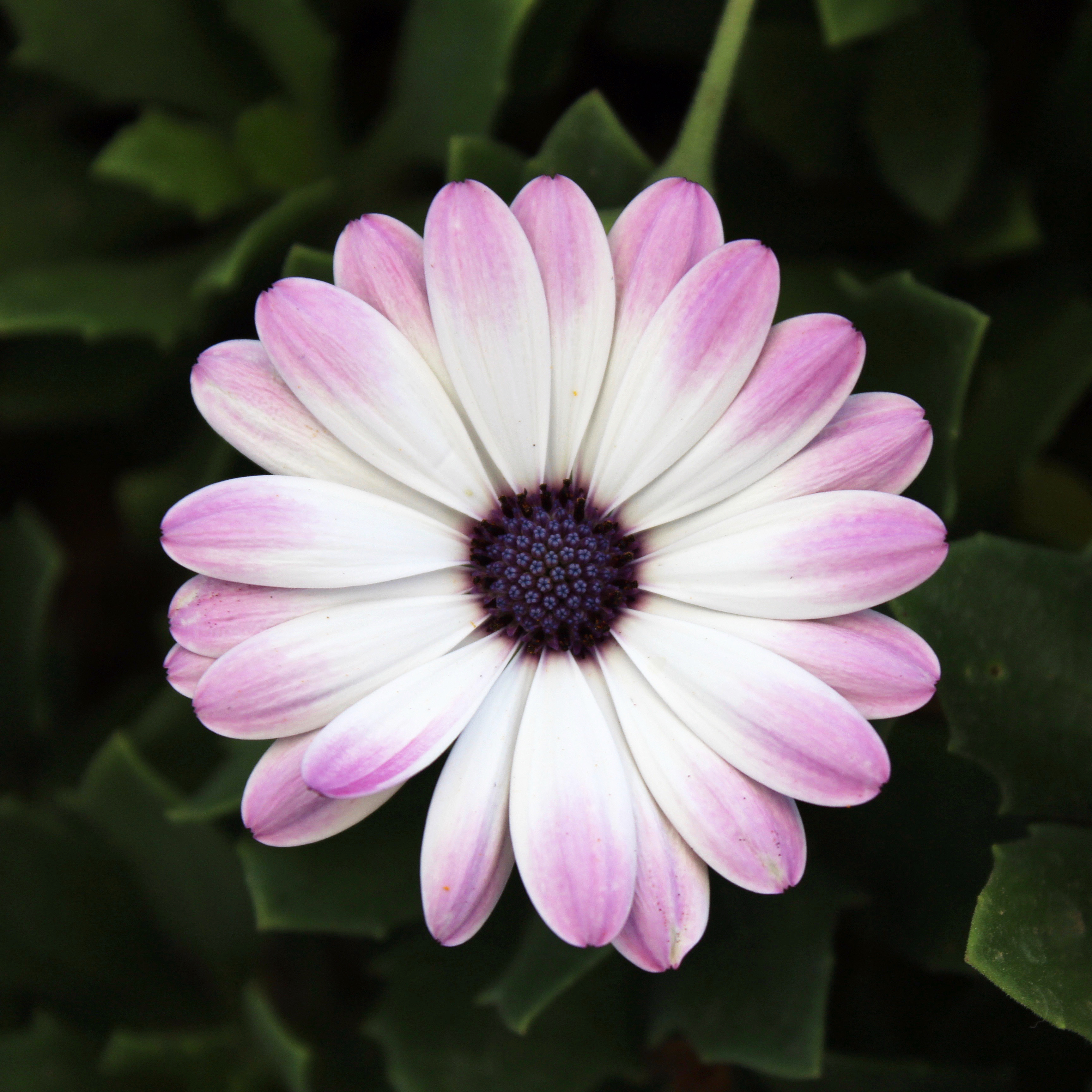 italy-purple-white-flower
