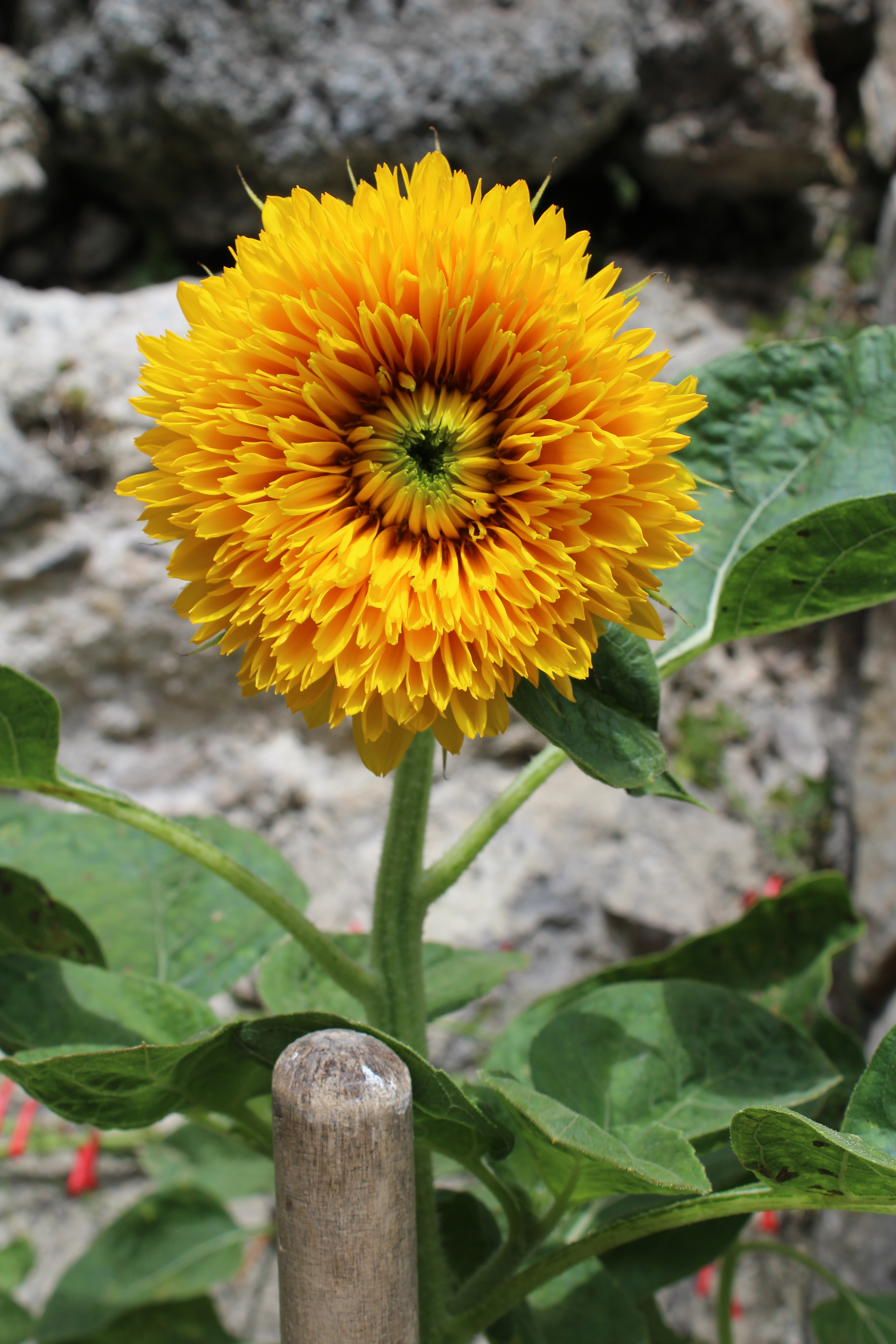 italy-sunflower